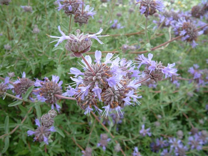 Plant photo of: Salvia X clevelandii 'Allen Chickering'