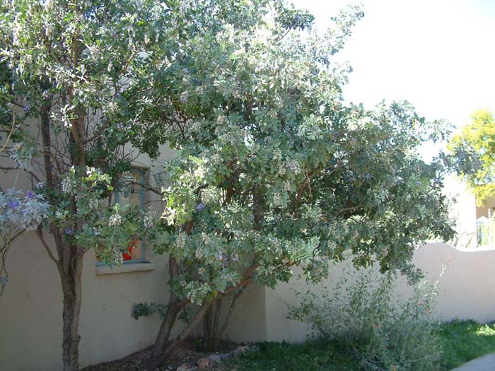 Plant photo of: Sophora secundiflora 'Silver Peso'