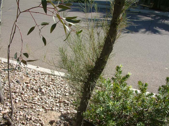 Plant photo of: Casuarina cunninghamiana