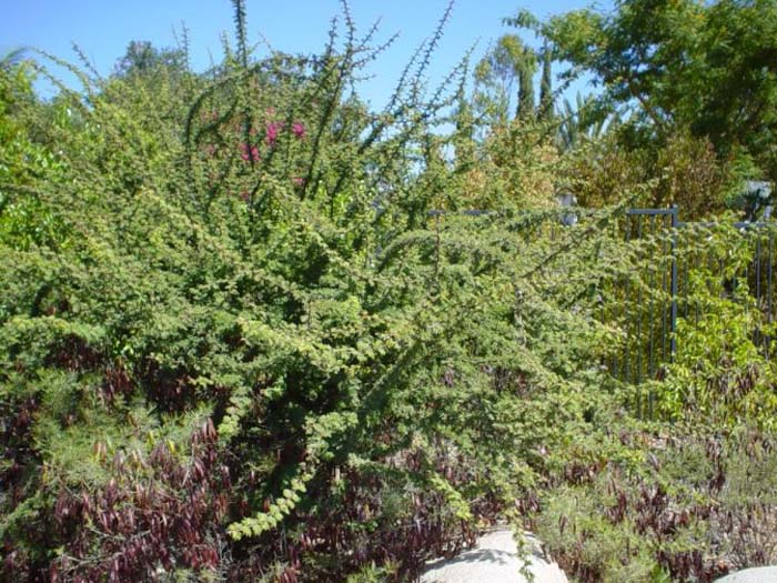 Plant photo of: Acacia schaffneri