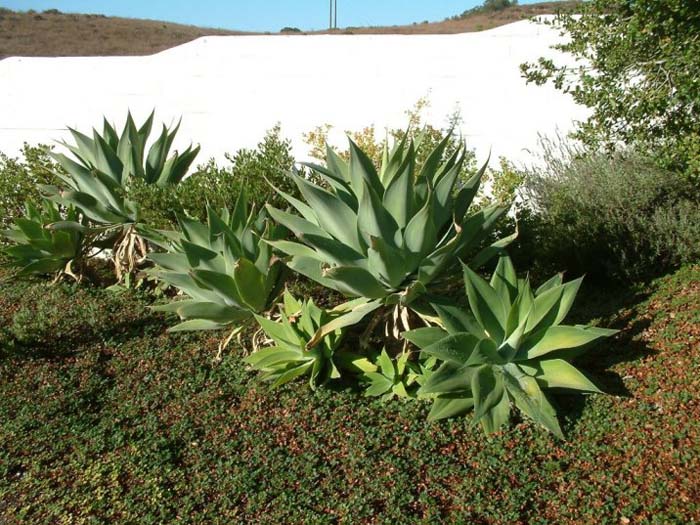 Plant photo of: Agave attenuata