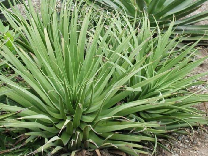 Plant photo of: Agave bracteosa