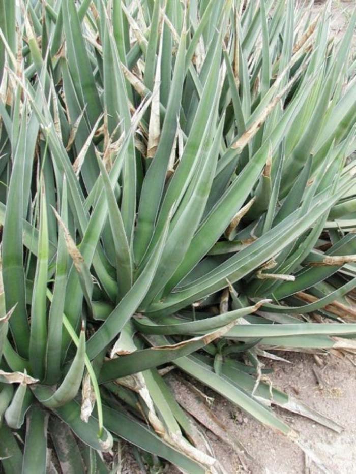 Plant photo of: Agave lechuguilla