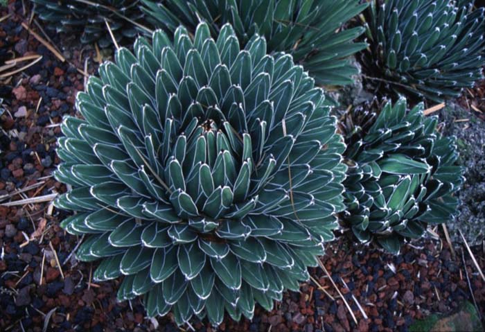 Plant photo of: Agave victoriae-reginae