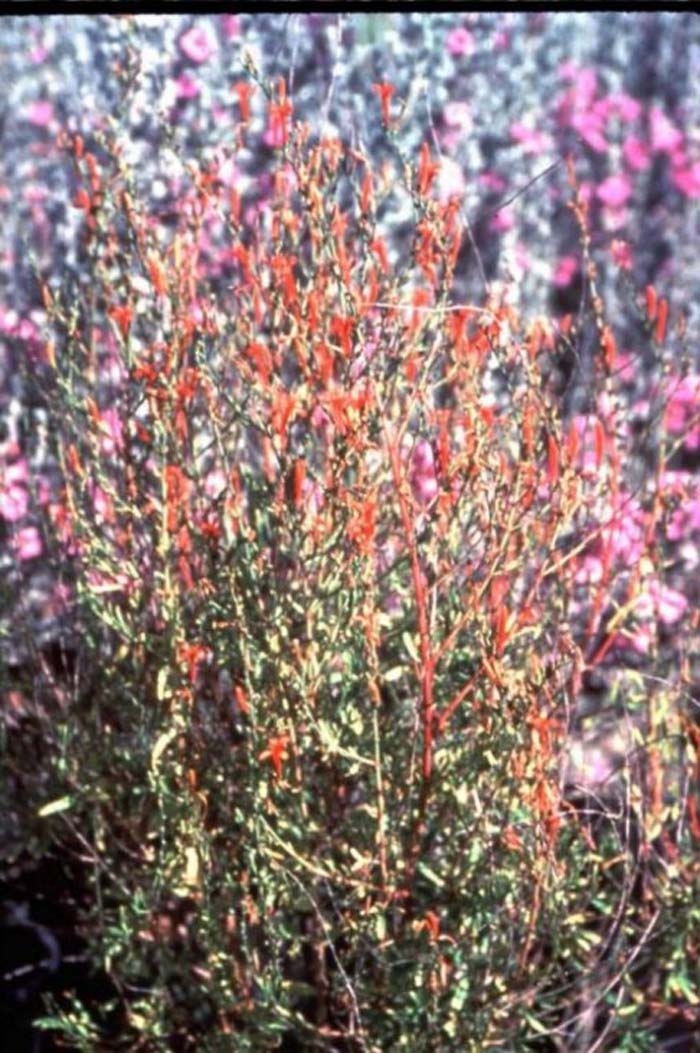 Plant photo of: Anisacanthus quad. w. 'Mountain Flame'