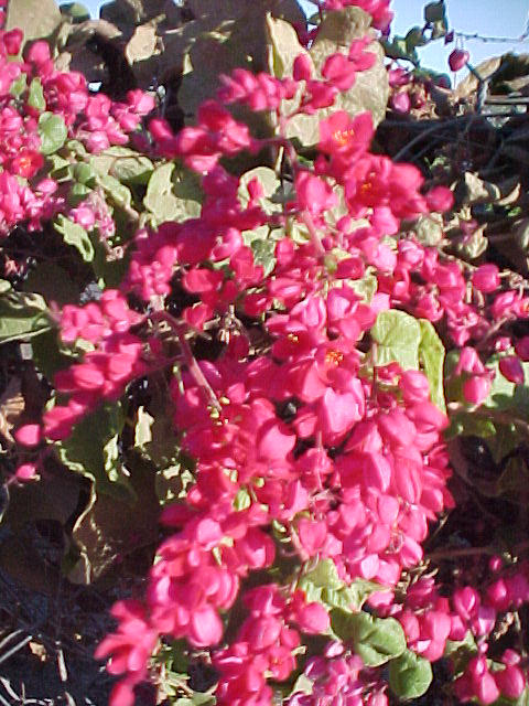 Plant photo of: Antigonon leptopus 'Baja Red'