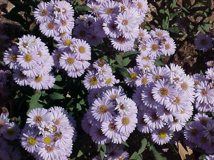 Plant photo of: Aster praealtus