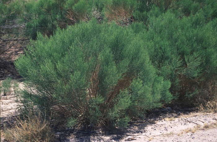 Plant photo of: Baccharis sarothroides Male Selection