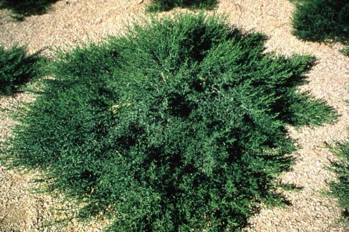 Plant photo of: Baccharis x  'Starn'