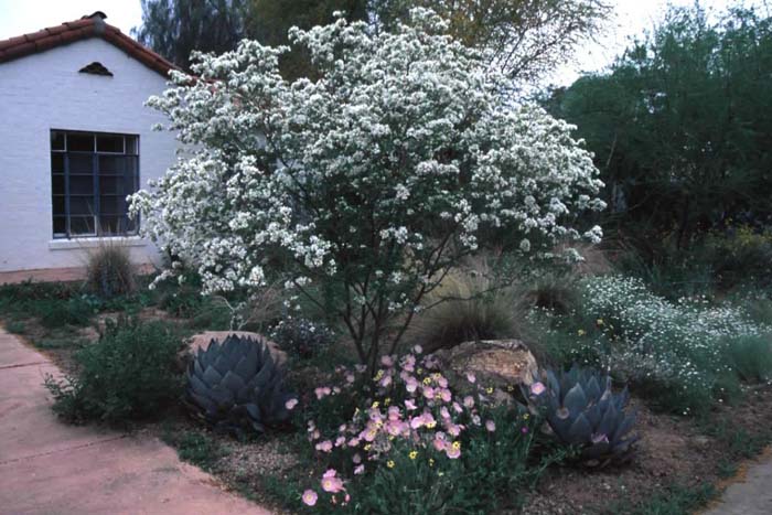 Plant photo of: Bauhinia lunariodes 'White'