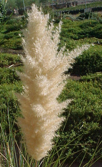 Plant photo of: Cortaderia selloana pumila