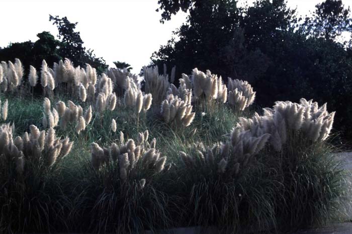 Plant photo of: Cortaderia selloana pumila