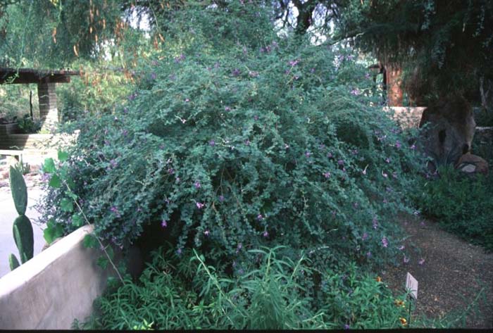 Plant photo of: Dalea bicolor 'Monterrey Blue'