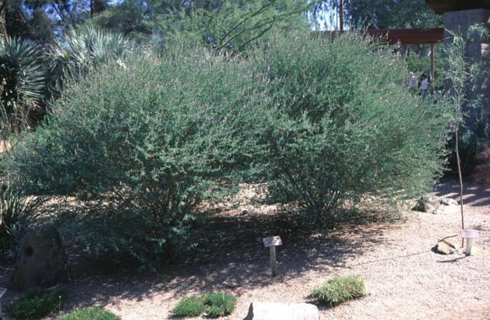 Plant photo of: Dalea bicolor 'Monterrey Blue'