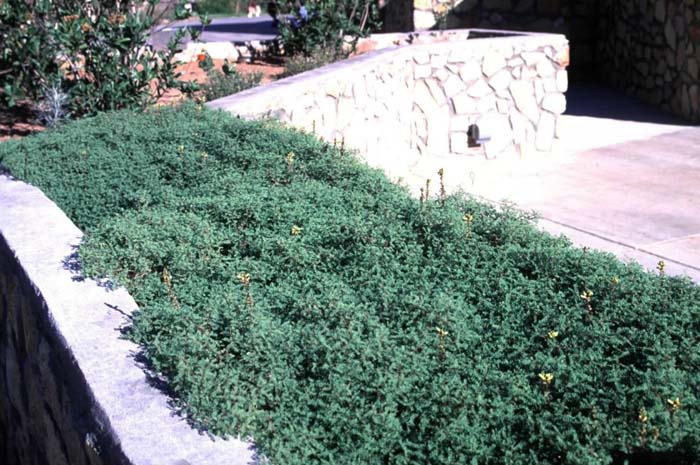 Plant photo of: Dalea capitata 'Sierra Gold'