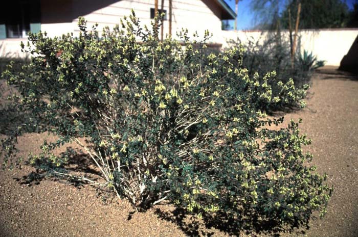 Plant photo of: Dalea lutea 'Sierra Moonrise'