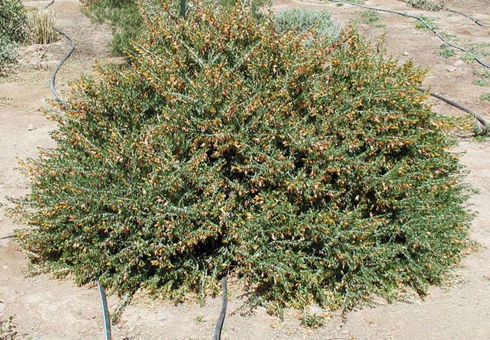 Plant photo of: Eremophila maculata 'Winter Gold'