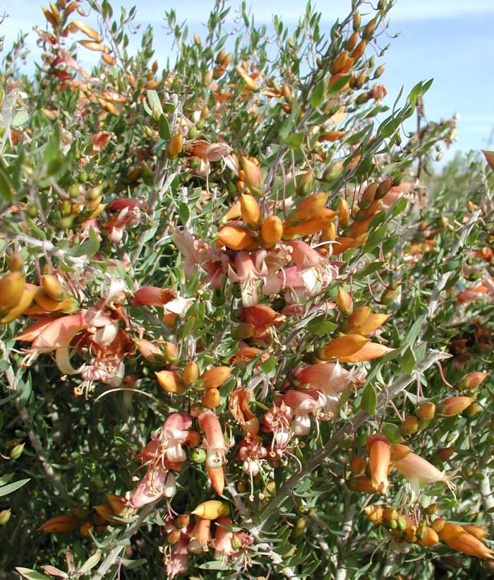 Plant photo of: Eremophila maculata 'Winter Gold'