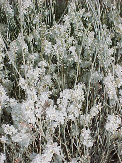 Plant photo of: Eriogonum wrightii