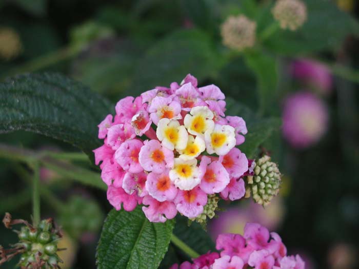 Plant photo of: Lantana camara