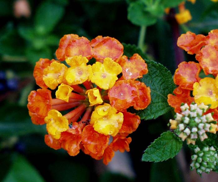 Plant photo of: Lantana camara