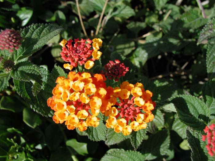 Plant photo of: Lantana camara