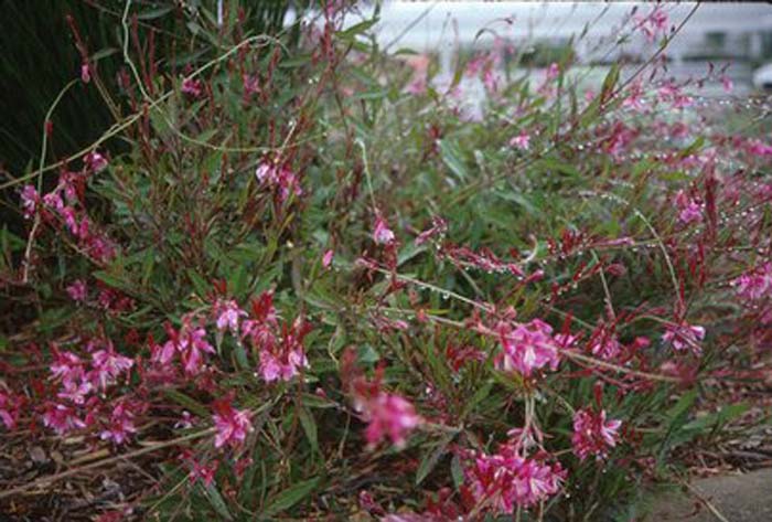 Plant photo of: Gaura lindheimeri 'Siskiyou Pink'