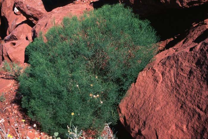 Plant photo of: Gutierrezia sarothrae