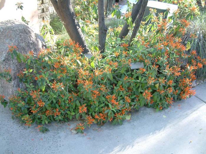 Plant photo of: Justicia spicigera
