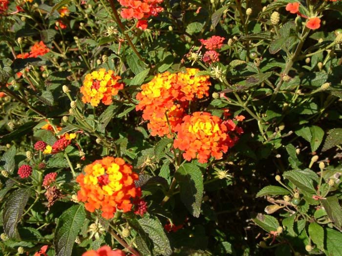 Plant photo of: Lantana 'Radiation'