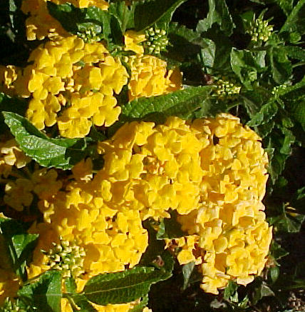 Plant photo of: Lantana hybrid 'New Gold'