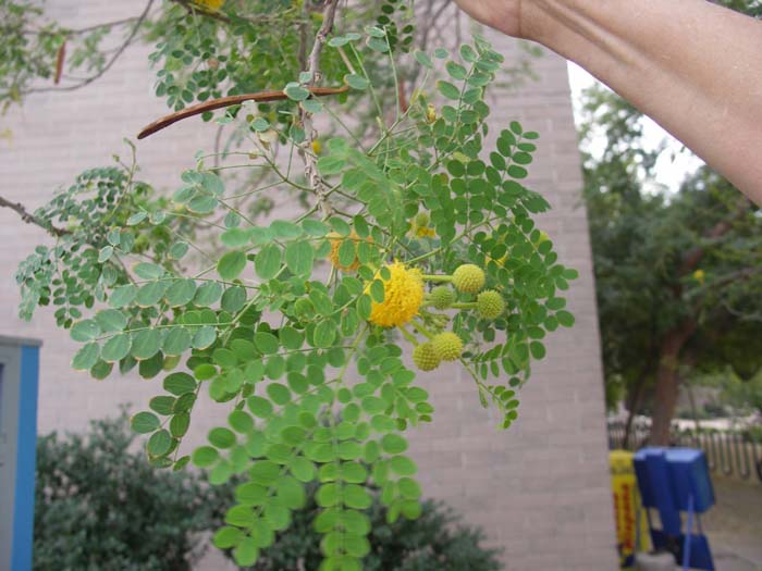 Plant photo of: Leucaena retusa