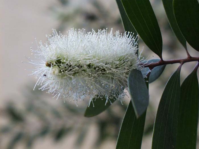 Plant photo of: Melaleuca quinquenervia