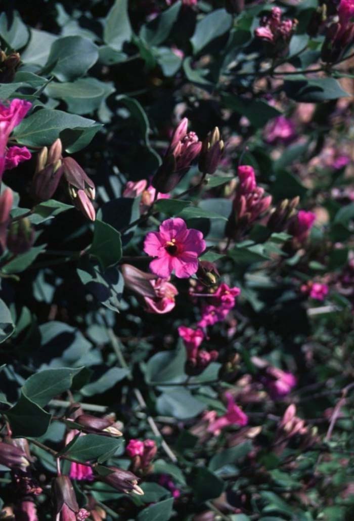 Plant photo of: Mirabilis multiflora