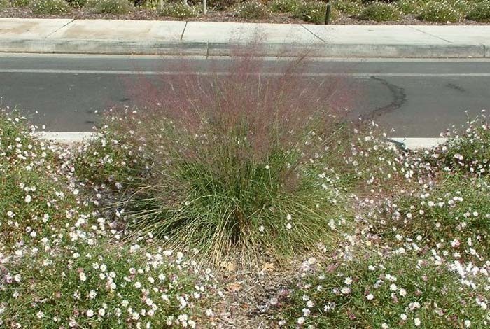 Plant photo of: Muhlenbergia capillaris 'Regal Mist'