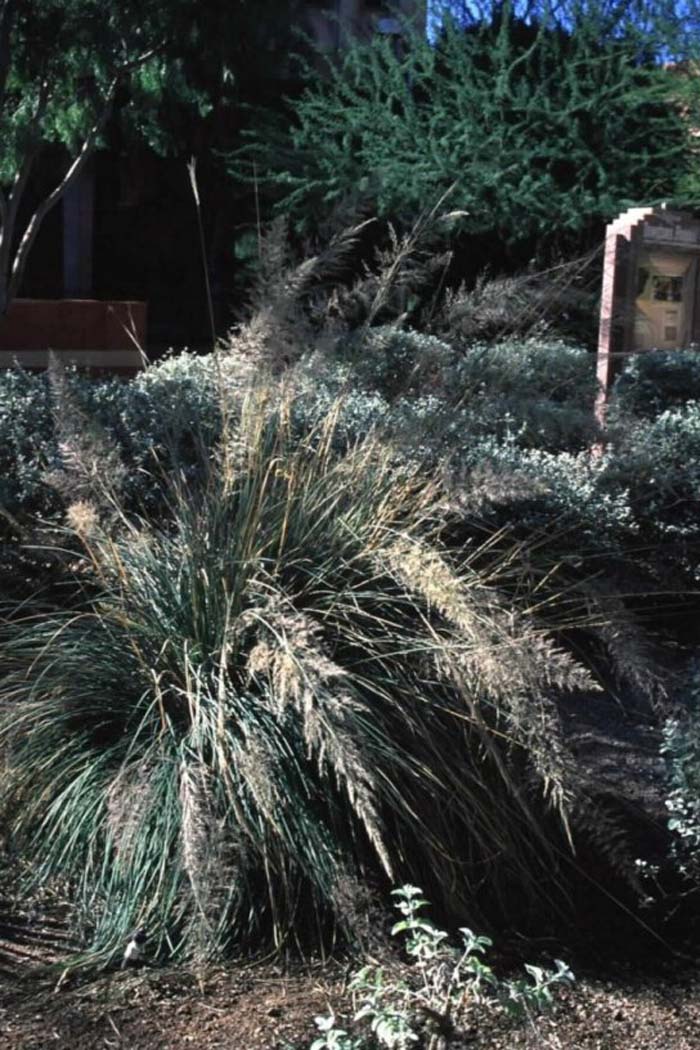 Plant photo of: Muhlenbergia emersleyi 'El Toro'