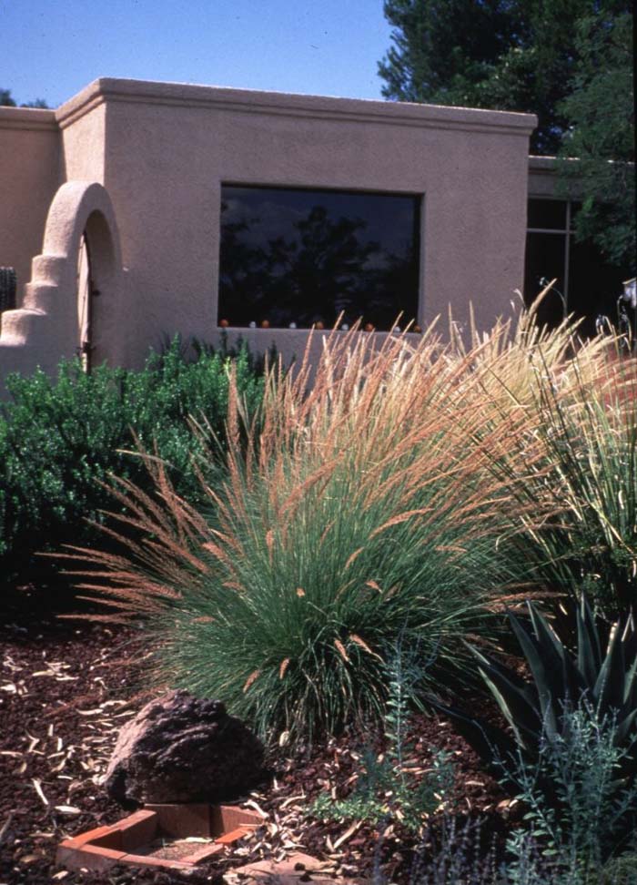 Plant photo of: Muhlenbergia lindheimeri 'Autumn Glow'