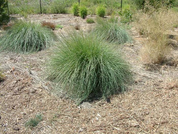 Plant photo of: Muhlenbergia lindheimeri 'Autumn Glow'