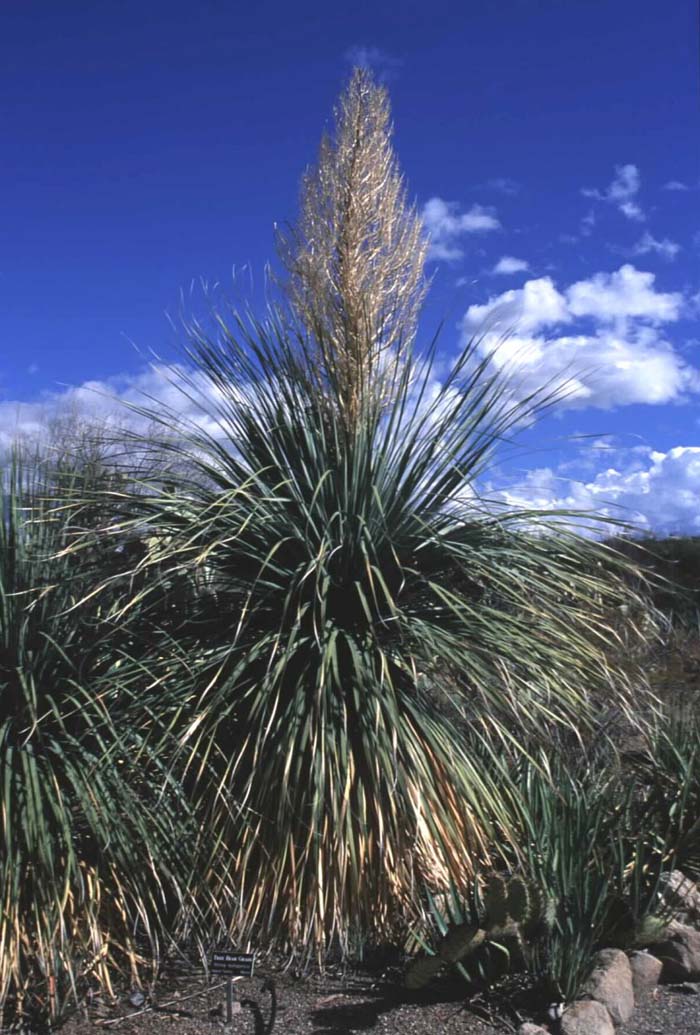 Plant photo of: Nolina matapensis