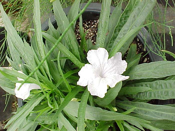 Plant photo of: Ruellia brittoniana 'Blanca'