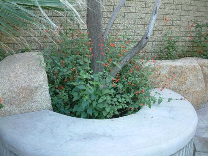 Plant photo of: Stachys coccinea