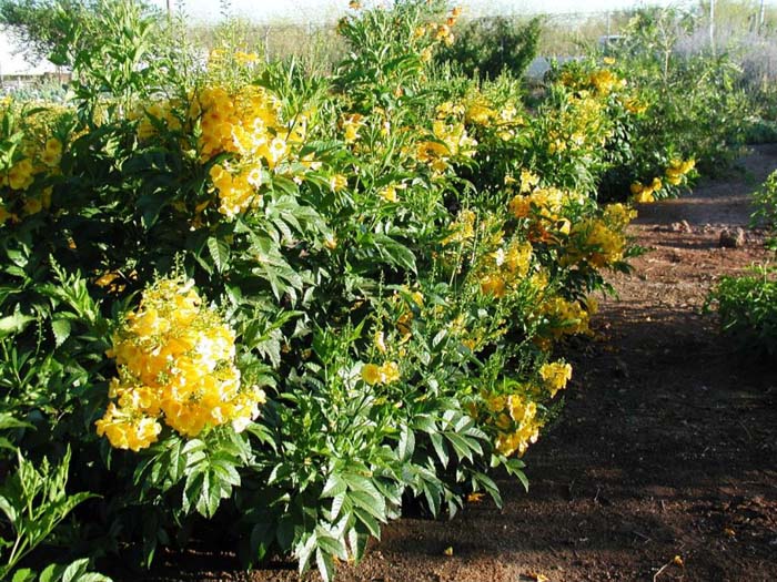 Plant photo of: Tecoma stans v. stans 'Gold Star'