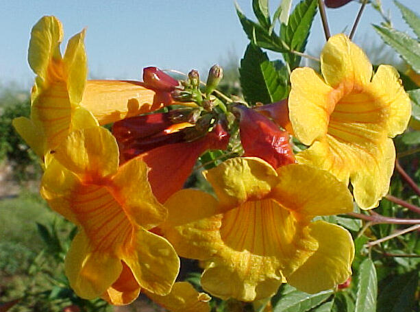 Plant photo of: Tecoma stans v. stans  'Sunrise'