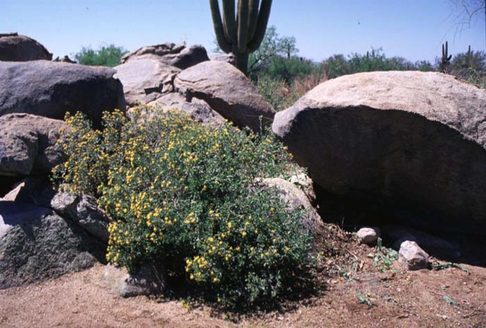 Plant photo of: Trixis californica