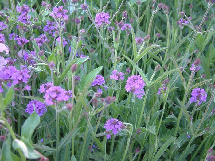 Plant photo of: Verbena rigida