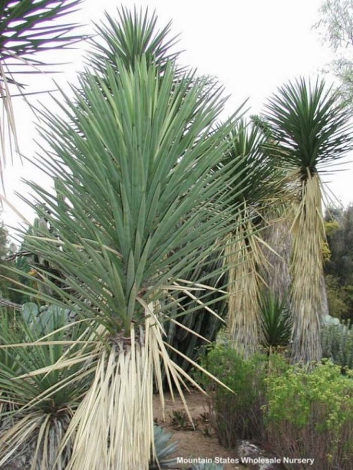 Plant photo of: Yucca decipiens