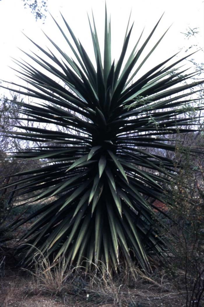 Plant photo of: Yucca grandiflora