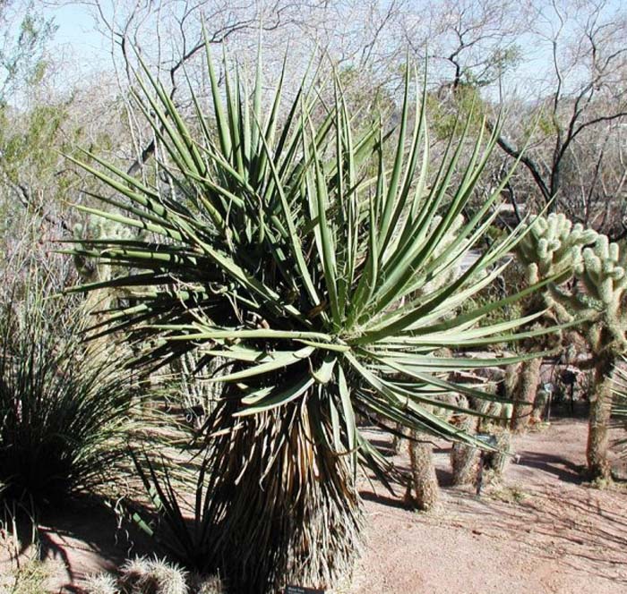 Plant photo of: Yucca schidigera