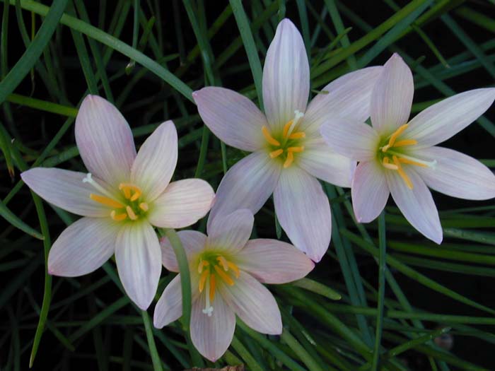 Plant photo of: Zephyranthes x 'Prairie Sunset'