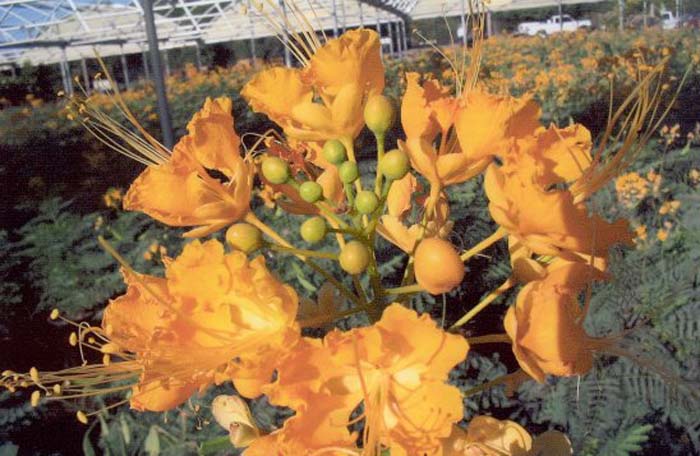 Plant photo of: Caesalpinia pulcherrima 'Phoenix Bird'